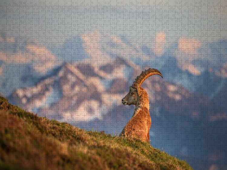 Produktbild: CALVENDO Puzzle Alpensteinbock | 1000 Teile Lege-Gr&ouml;&szlig;e 64x48cm Foto-Puzzle f&uuml;r gl&uuml;ckliche Stunden