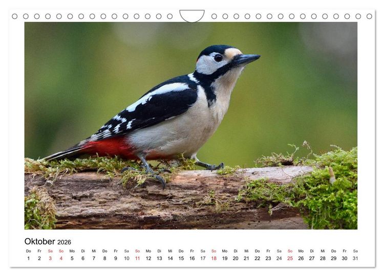 Produktbild: Heimische Gartenv&ouml;gel - Gefiederte Freunde (Wandkalender 2026 DIN A4 quer), CALVENDO Monatskalender