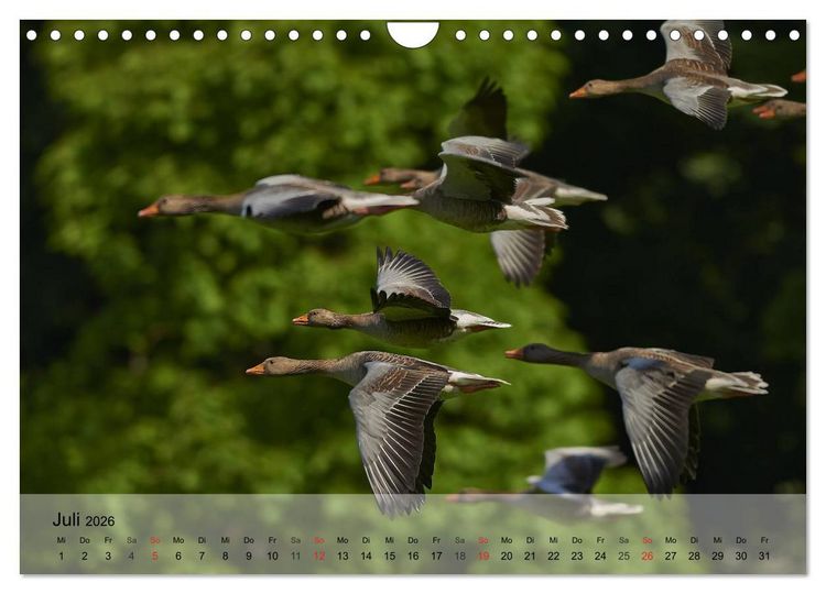 Produktbild: G&auml;nse und Enten. Schnattern, watscheln, quaken! (Wandkalender 2026 DIN A4 quer), CALVENDO Monatskalender