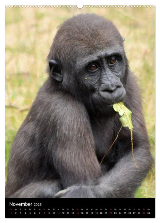 Produktbild: Gorillas (hochwertiger Premium Wandkalender 2026 DIN A2 hoch), Kunstdruck in Hochglanz