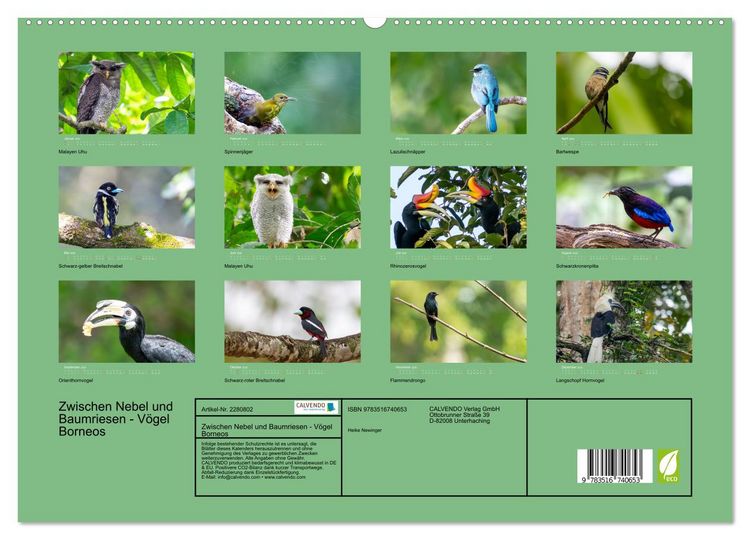Produktbild: Zwischen Nebel und Baumriesen - V&ouml;gel Borneos (hochwertiger Premium Wandkalender 2026 DIN A2 quer), Kunstdruck in Hochglanz