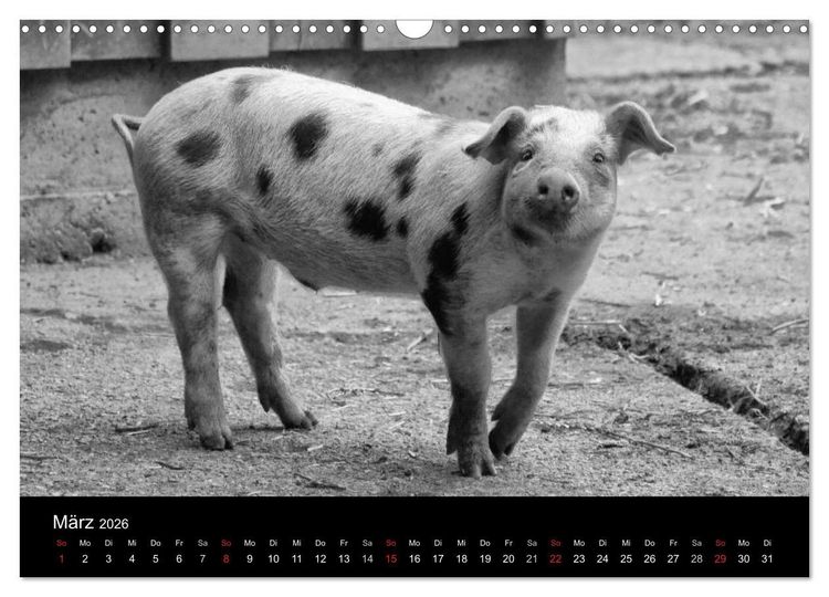 Produktbild: Das Leben der Schweine (Wandkalender 2026 DIN A3 quer), CALVENDO Monatskalender