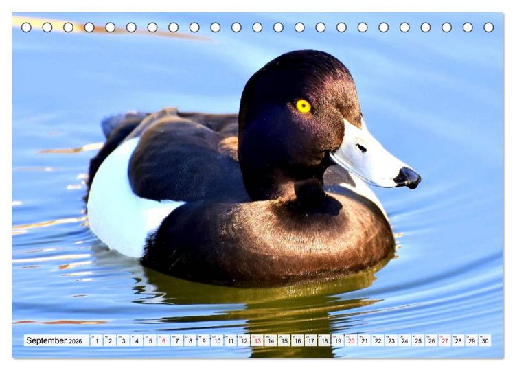 Produktbild: Enten. Bezaubernde und beliebte Schwimmer (Tischkalender 2026 DIN A5 quer), CALVENDO Monatskalender