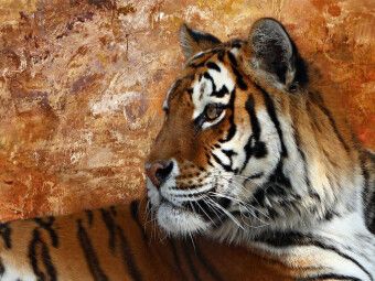 Produktbild: CALVENDO Puzzle Sibirischer Tiger | 1000 Teile Lege-Gr&ouml;&szlig;e 64x48cm Foto-Puzzle f&uuml;r gl&uuml;ckliche Stunden