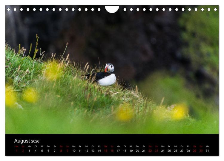 Produktbild: Puffins - V&ouml;gel des Nordens (Wandkalender 2026 DIN A4 quer), CALVENDO Monatskalender