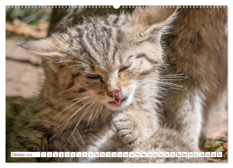 Produktbild: Wildkatzenbabys - wild und zuckers&uuml;&szlig;. (Wandkalender 2026 DIN A2 quer), CALVENDO Monatskalender