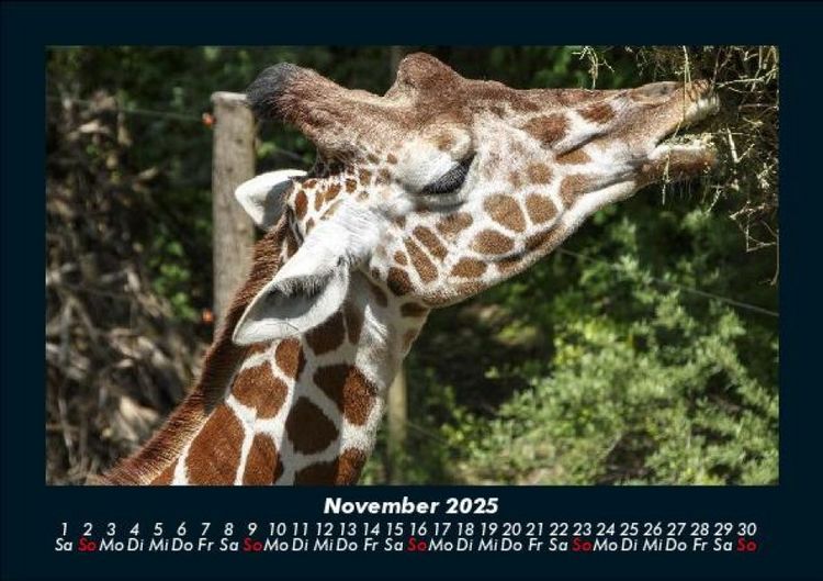 Produktbild: Welt der Tiere 2025 Fotokalender DIN A5