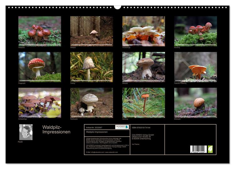 Produktbild: Waldpilz-Impressionen (Wandkalender 2026 DIN A2 quer), CALVENDO Monatskalender