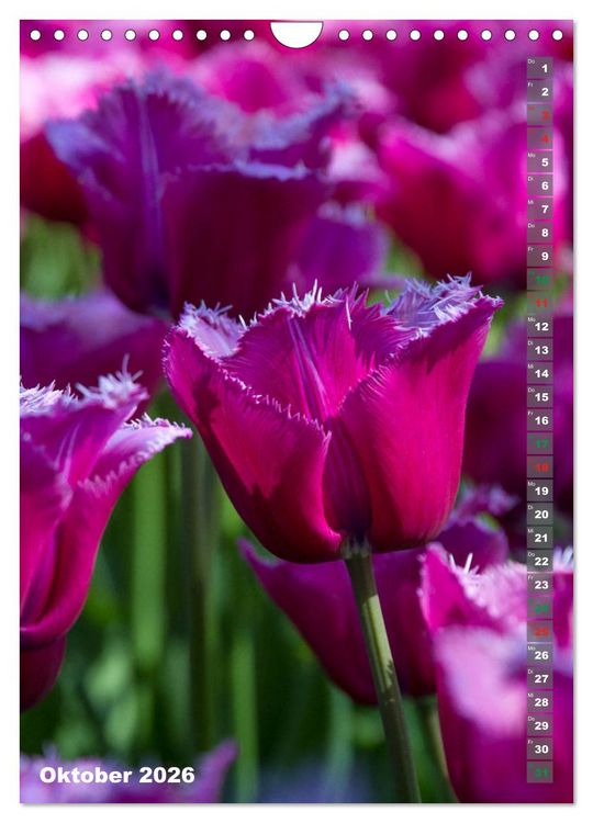 Produktbild: Tulpen - die Fr&uuml;hlingsblume (Wandkalender 2026 DIN A4 hoch), CALVENDO Monatskalender