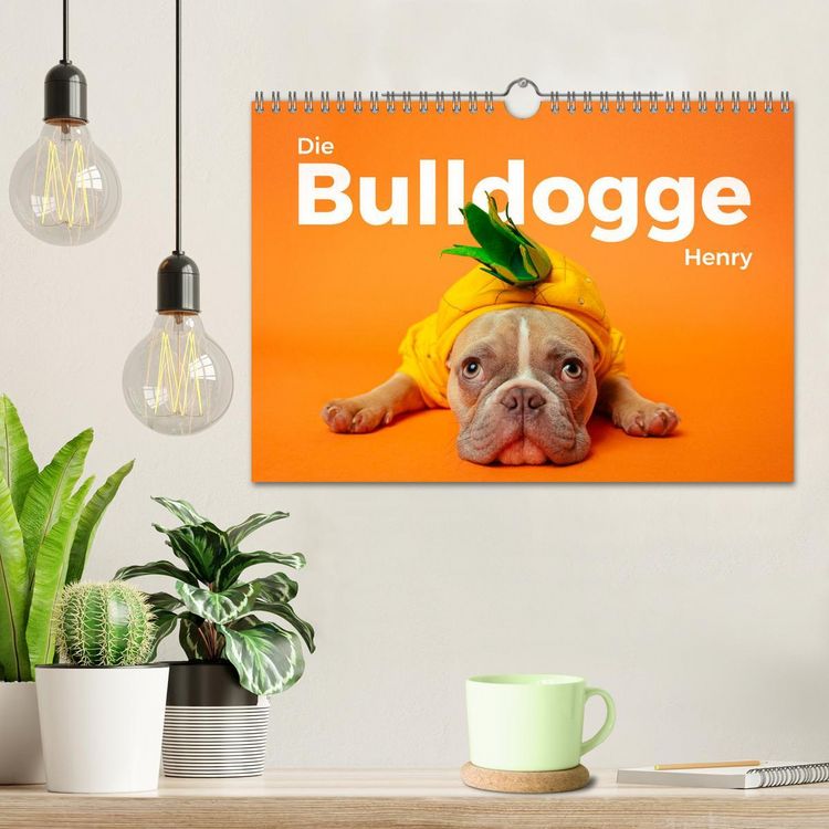 Produktbild: Die Bulldogge Henry (Wandkalender 2026 DIN A4 quer), CALVENDO Monatskalender