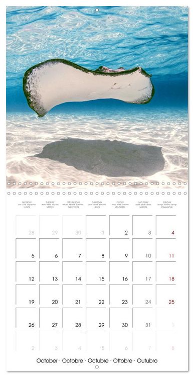 Produktbild: Diving in the deep blue sea (Wall Calendar 2026 12 &times; 12 Inch) CALVENDO 12 Month Wall Calendar