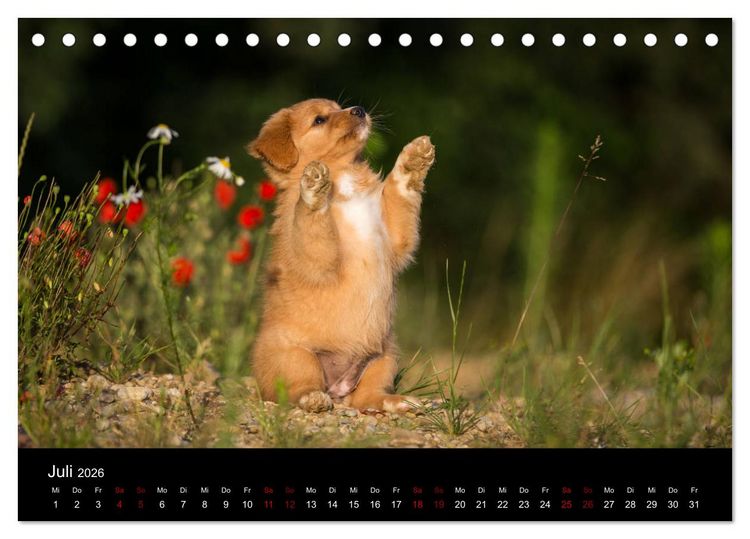 Produktbild: Toller - Nova Scotia Duck Tolling Retriever (Tischkalender 2026 DIN A5 quer), CALVENDO Monatskalender