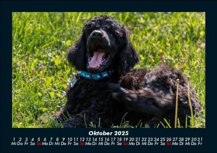 Produktbild: Hundezauber 2025 Fotokalender DIN A5