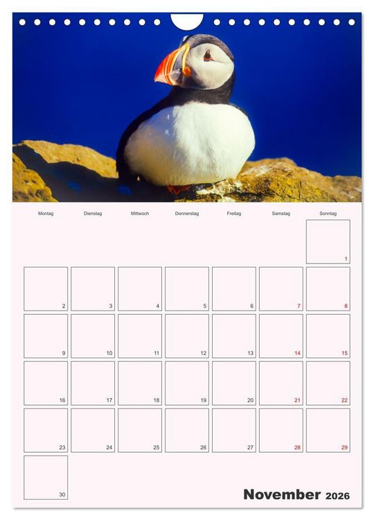 Produktbild: Papageitaucher Monatsplaner (Wandkalender 2026 DIN A4 hoch), CALVENDO Monatskalender