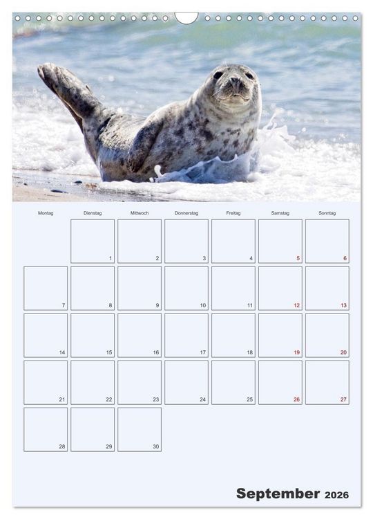 Produktbild: Wildes Leben auf Helgoland (Wandkalender 2026 DIN A3 hoch), CALVENDO Monatskalender