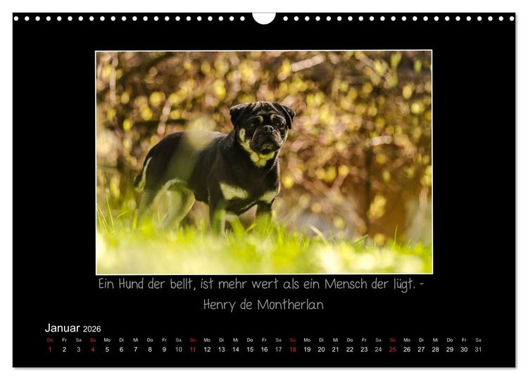 Produktbild: M&ouml;pse 2026 (Wandkalender 2026 DIN A3 quer), CALVENDO Monatskalender