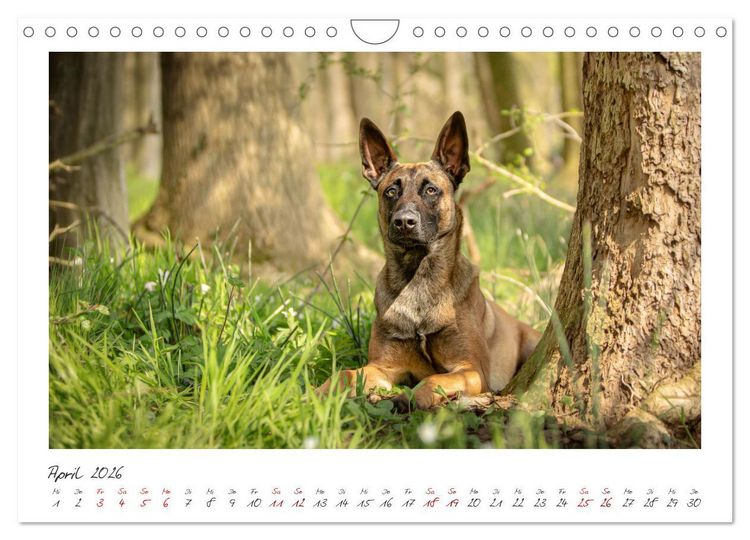 Produktbild: Mit dem Malinois durch das Jahr (Wandkalender 2026 DIN A4 quer), CALVENDO Monatskalender