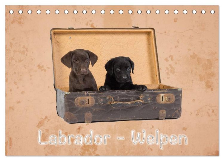 Produktbild: Labrador - Welpen (Tischkalender 2026 DIN A5 quer), CALVENDO Monatskalender