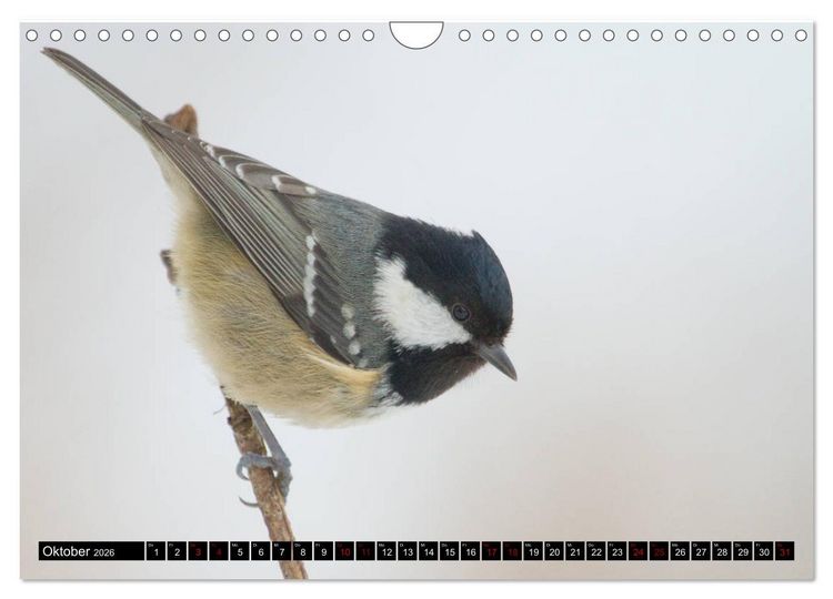 Produktbild: V&ouml;gel aus dem Garten (Wandkalender 2026 DIN A4 quer), CALVENDO Monatskalender