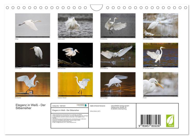 Produktbild: Eleganz in Wei&szlig; - Der Silberreiher (Wandkalender 2026 DIN A4 quer), CALVENDO Monatskalender