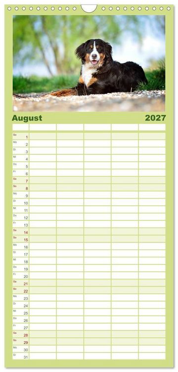 Produktbild: Familienplaner 2027 - Berner Sennenhunde mit 5 Spalten (Wandkalender, 21 x 45 cm) CALVENDO