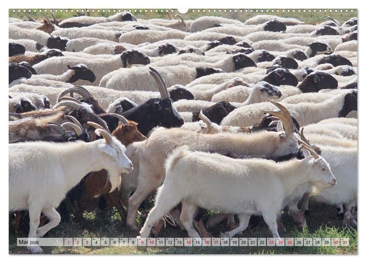 Produktbild: Nord-Gobi (Wandkalender 2026 DIN A2 quer), CALVENDO Monatskalender