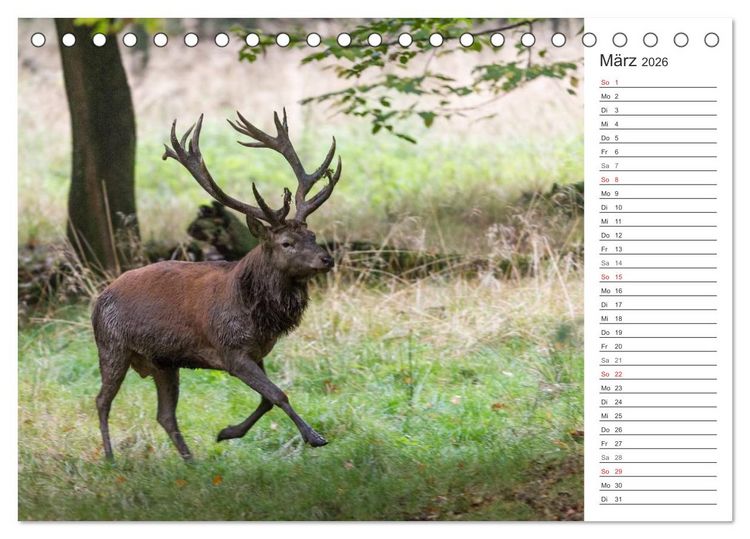 Produktbild: Emotionale Momente: Hirschbrunft. Part II. (Tischkalender 2026 DIN A5 quer), CALVENDO Monatskalender