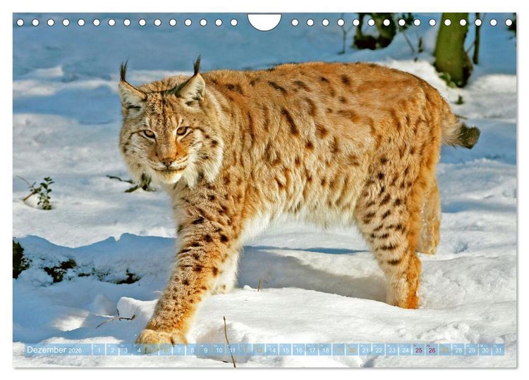 Produktbild: Dem Luchs auf der Spur (Wandkalender 2026 DIN A4 quer), CALVENDO Monatskalender