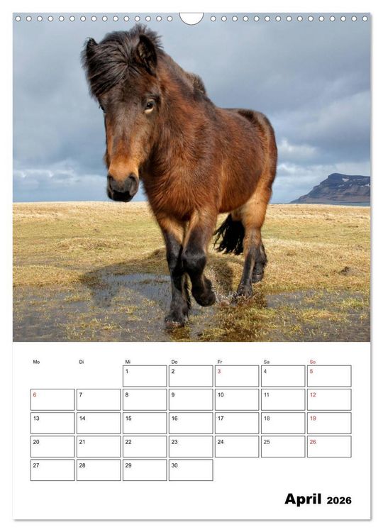Produktbild: ISLANDPFERDE an der K&uuml;ste von Sn&aelig;fellsnes (Wandkalender 2026 DIN A3 hoch), CALVENDO Monatskalender
