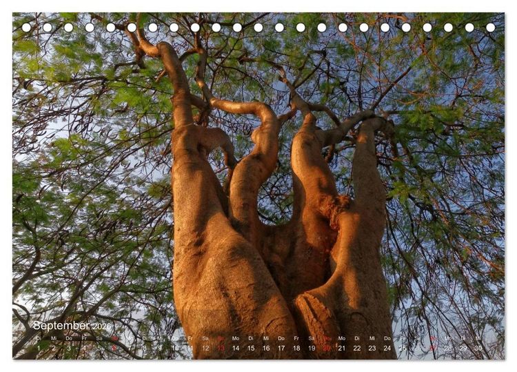 Produktbild: Afrikanische B&auml;ume (Tischkalender 2026 DIN A5 quer), CALVENDO Monatskalender