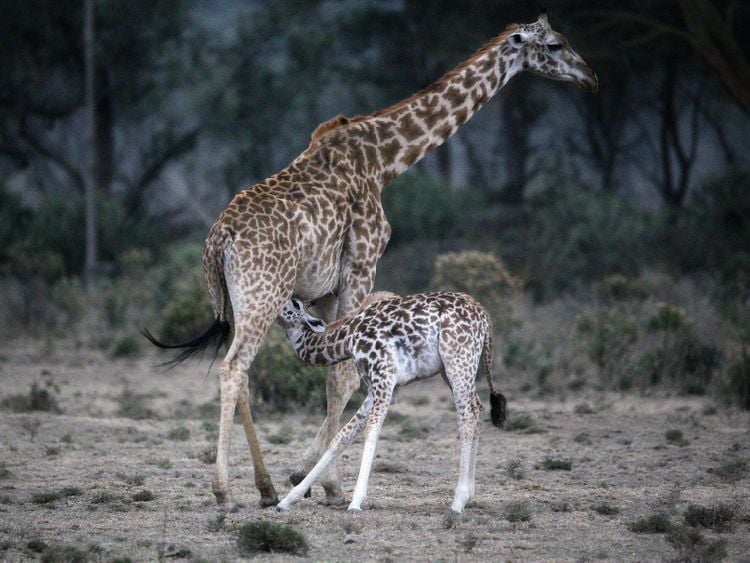 Produktbild: CALVENDO Puzzle Giraffenmutter mit Kind 1000 Teile Lege-Gr&ouml;&szlig;e 64 x 48 cm Foto-Puzzle Bild von Michael Herzog