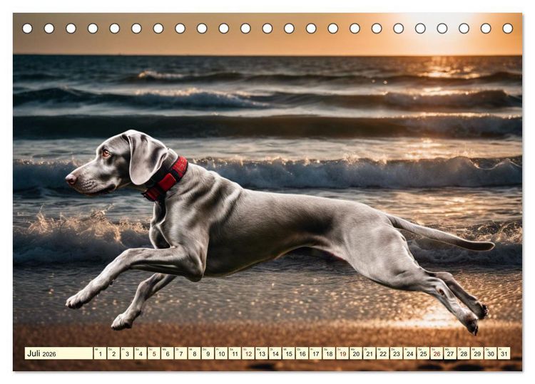 Produktbild: Weimaraner - der ideale Jagdbegleiter (Tischkalender 2026 DIN A5 quer), CALVENDO Monatskalender