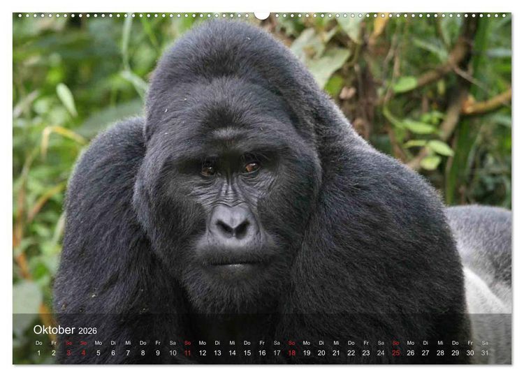 Produktbild: Menschenaffen. Gorillas, Schimpansen, Orang-Utans (Wandkalender 2026 DIN A2 quer), CALVENDO Monatskalender
