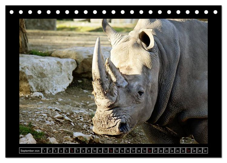 Produktbild: Wildtiere (Tischkalender 2026 DIN A5 quer), CALVENDO Monatskalender