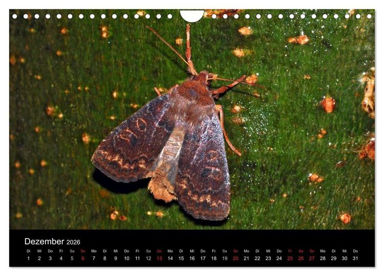 Produktbild: Nachtfalter - Unbekannte Sch&ouml;nheiten (Wandkalender 2026 DIN A4 quer), CALVENDO Monatskalender