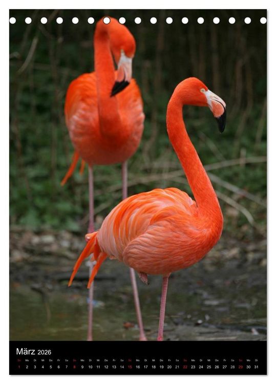 Produktbild: Flamingos - Eleganz in Rot und Rosa (Tischkalender 2026 DIN A5 hoch), CALVENDO Monatskalender