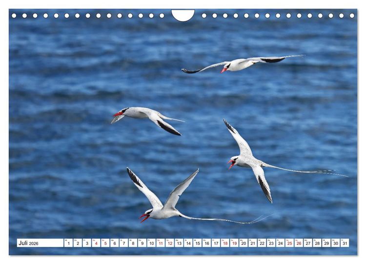 Produktbild: Gal&aacute;pagos - Die verwunschenen Inseln (Wandkalender 2026 DIN A4 quer), CALVENDO Monatskalender