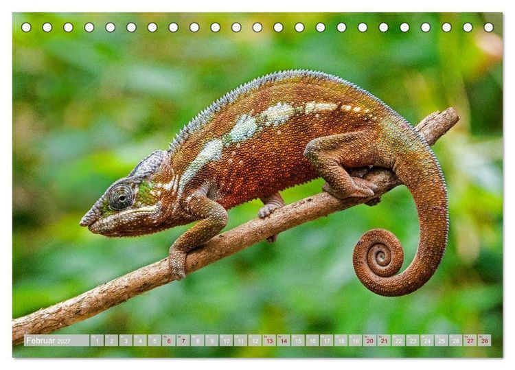 Produktbild: Wildnis Madagaskar (Tischkalender 2027 DIN A5 quer), CALVENDO Monatskalender