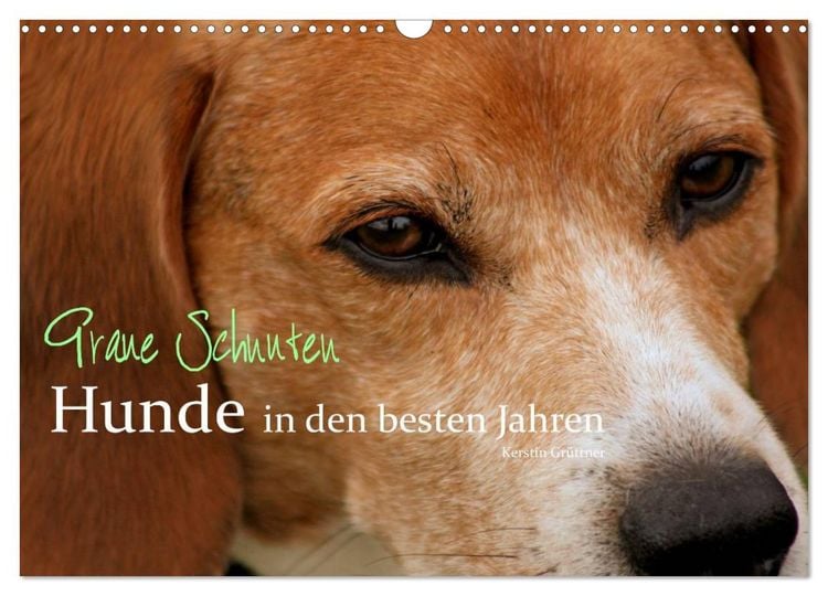 Produktbild: Graue Schnuten - Hunde in den besten Jahren (Wandkalender 2026 DIN A3 quer), CALVENDO Monatskalender