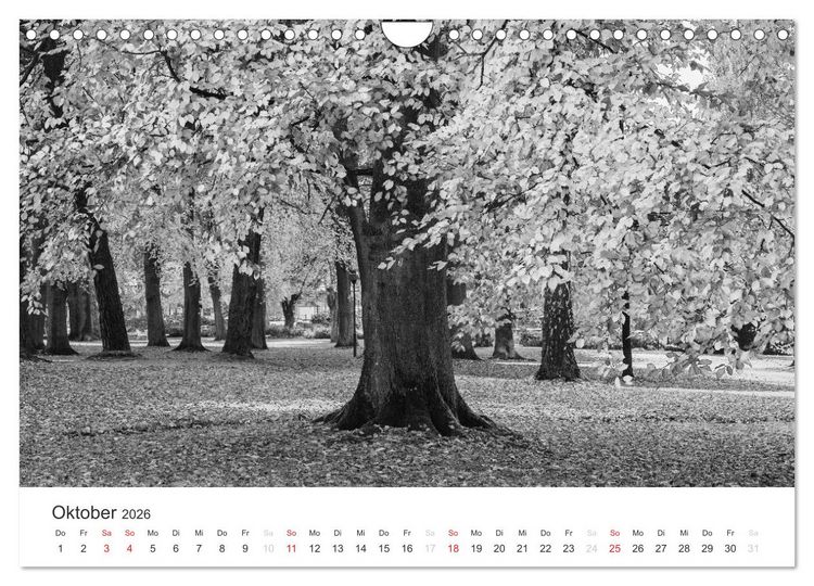 Produktbild: B&auml;ume - Natursch&ouml;nheiten in schwarz-wei&szlig; (Wandkalender 2026 DIN A4 quer), CALVENDO Monatskalender