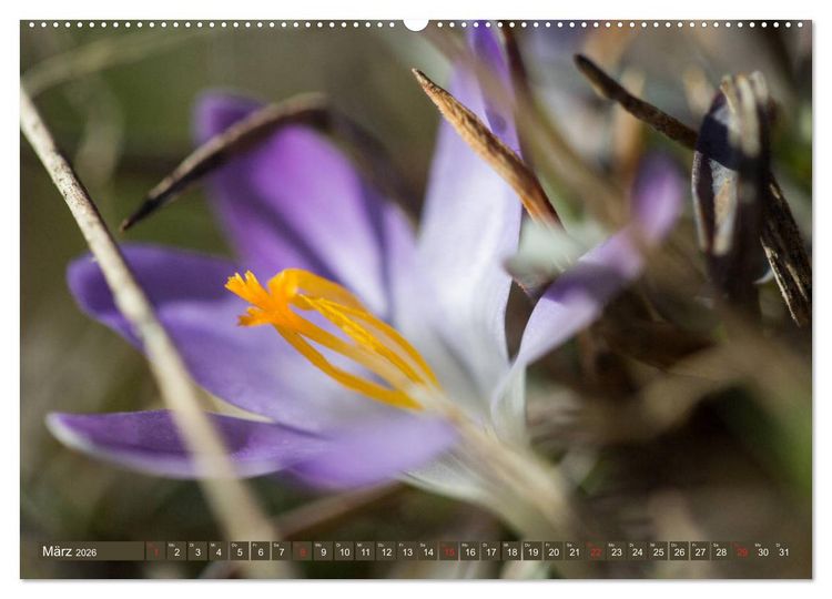 Produktbild: Die Natur hautnah (hochwertiger Premium Wandkalender 2026 DIN A2 quer), Kunstdruck in Hochglanz
