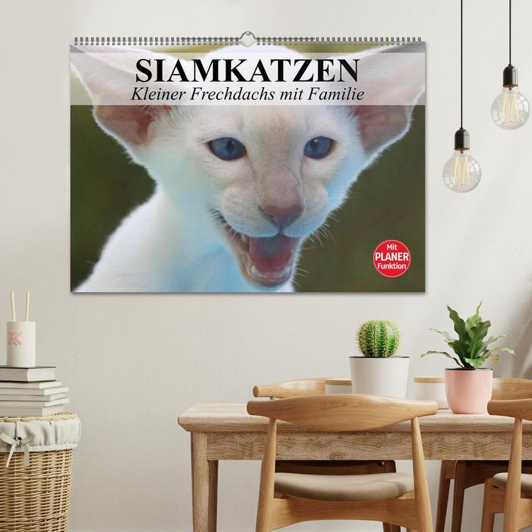 Produktbild: Siamkatzen - Kleiner Frechdachs mit Familie (Wandkalender 2026 DIN A2 quer), CALVENDO Monatskalender