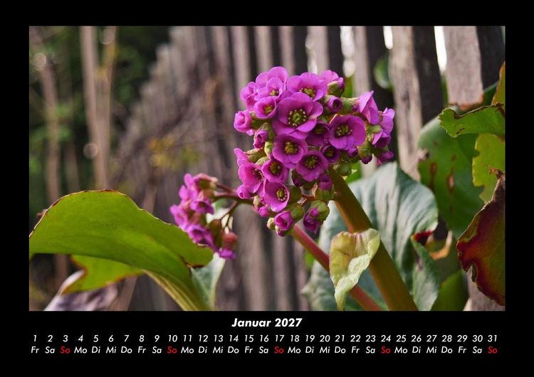 Produktbild: Blumentr&auml;ume 2027 Fotokalender DIN A3