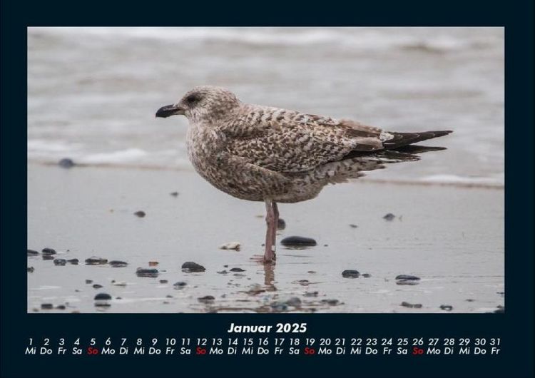 Produktbild: Vogelparadies 2025 Fotokalender DIN A4