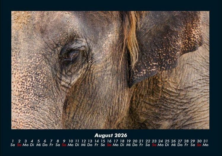 Produktbild: Der Elefantenkalender 2026 Fotokalender DIN A4