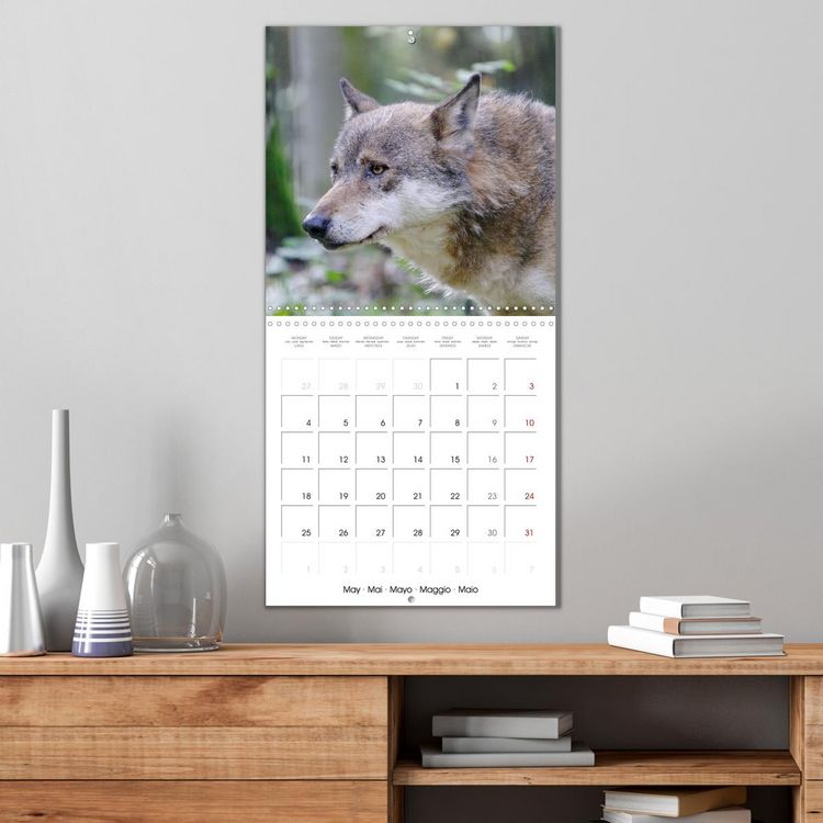 Produktbild: Wolves - fascinating wild animals (Wall Calendar 2026 12 &times; 12 Inch) CALVENDO 12 Month Wall Calendar