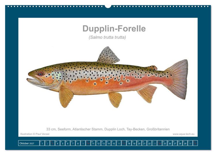 Produktbild: Fisch als Kunst 2027: Seeforellen (Wandkalender 2027 DIN A2 quer), CALVENDO Monatskalender