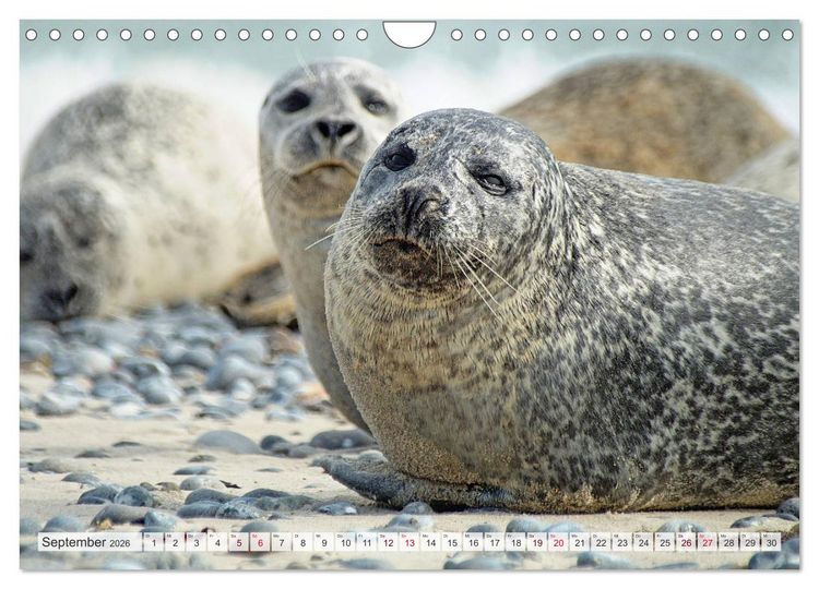 Produktbild: Guck mal ... Robben im Wattenmeer (Wandkalender 2026 DIN A4 quer), CALVENDO Monatskalender
