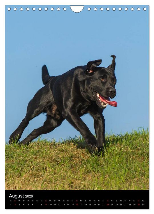 Produktbild: Faszination Labrador Retriever (Wandkalender 2026 DIN A4 hoch), CALVENDO Monatskalender