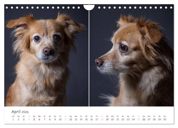 Produktbild: charakterstarke Hunde, wundersch&ouml;ne Hundeportraits (Wandkalender 2026 DIN A4 quer), CALVENDO Monatskalender